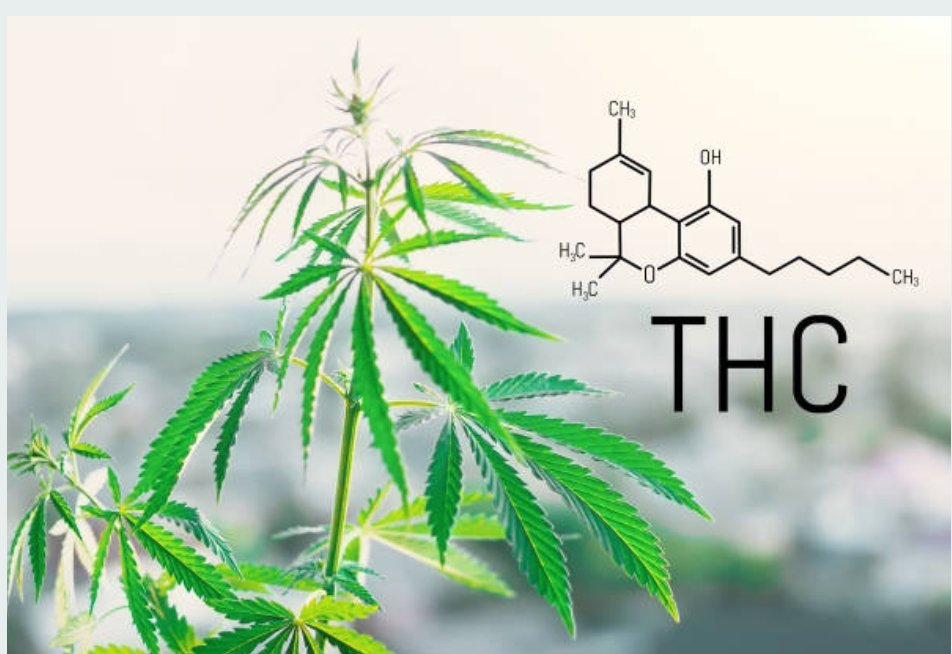 What Is THCp? - Two Hawk Extracts